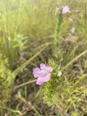 Agalinis densiflora