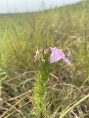 Agalinis densiflora