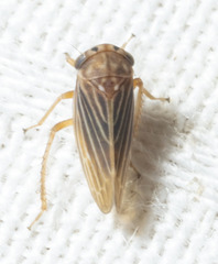 Agallia nielsoni