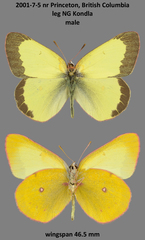 Colias occidentalis