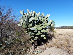 Opuntia quimilo