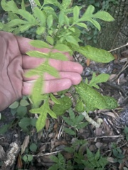 Solanum seaforthianum