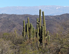 Trichocereus terscheckii