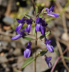 Collinsia greenei