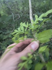 Solanum seaforthianum