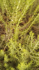 Helichrysum kraussii