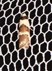 Eulechria triferella