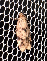 Barea exarcha