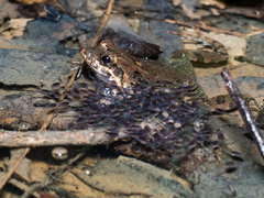 Leptodactylus petersii
