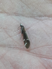 Athripsodes albifrons