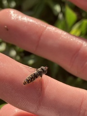 Austroscaeva melanostoma