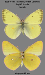 Colias occidentalis