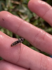 Austroscaeva melanostoma