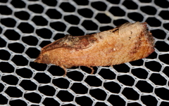 Cryptophlebia ombrodelta