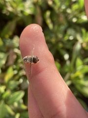 Austroscaeva melanostoma