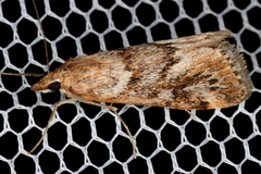 Achyra affinitalis