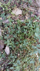 Moehringia intricata