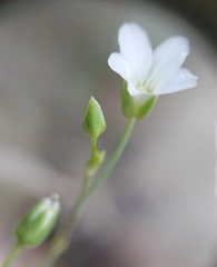 Moehringia intricata