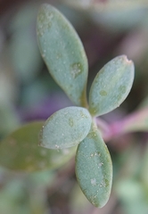 Moehringia intricata