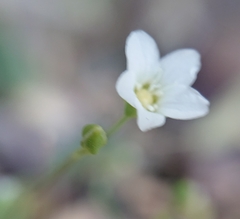Moehringia intricata
