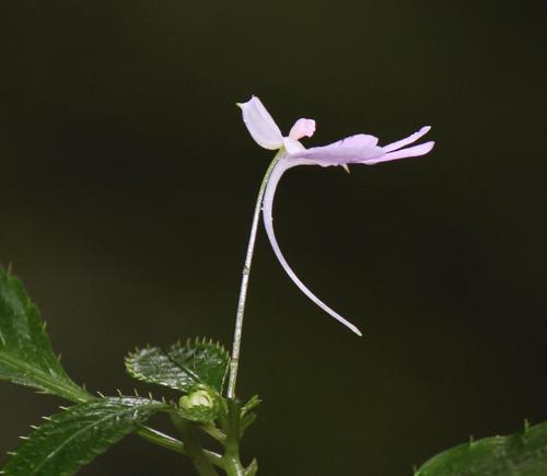 Impatiens hochstetteri