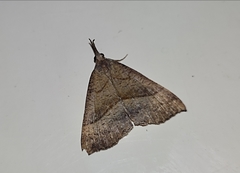 Hypena proboscidalis