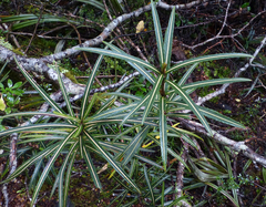 Pseudopanax linearis