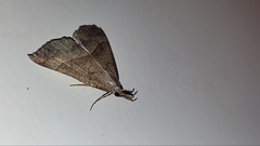 Hypena proboscidalis