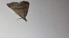 Hypena proboscidalis