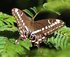 Papilio ophidicephalus