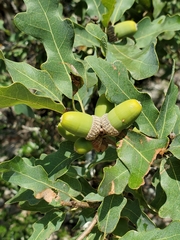 Quercus laceyi