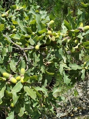 Quercus laceyi