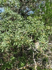 Quercus laceyi
