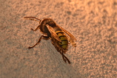 Vespa crabro