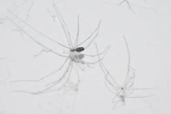 Holocnemus pluchei