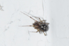 Steatoda triangulosa