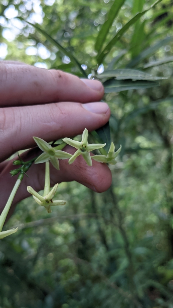 Cestrum cristinae (Cestrum cristinae)