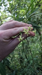 Cestrum cristinae