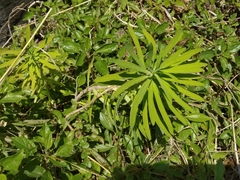 Euphorbia azorica