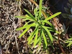 Euphorbia azorica