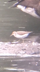 Actitis macularius