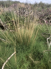 Agrostis curtisii