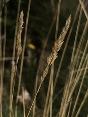 Agrostis curtisii
