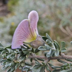 Lotononis sericophylla