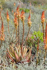 Aloe microstigma microstigma