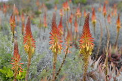 Aloe microstigma microstigma
