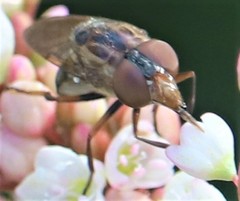 Copestylum chalybescens