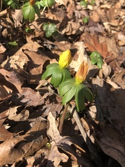 Eranthis hyemalis