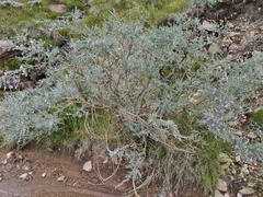 Lotononis sericophylla