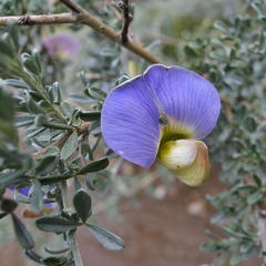 Lotononis sericophylla